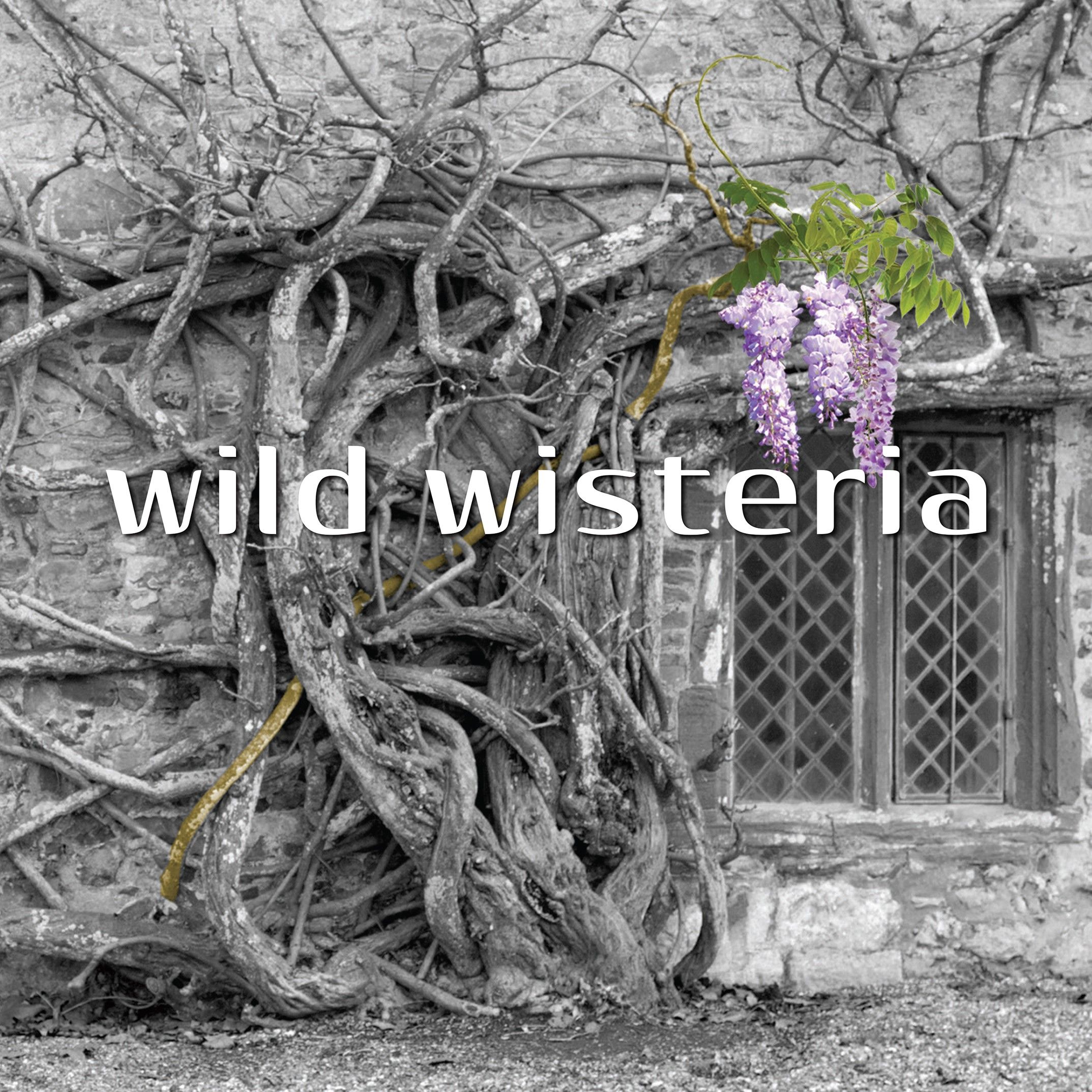 Wild Wisteria 